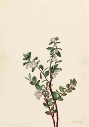 Eske Huckleberry Gaylussacia brachycera, 1919.