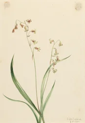 Bronseklokker (Stenanthium occidentale)