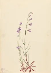Bekkelobelia (Lobelia kalmii)