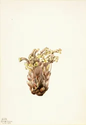 Bomrape (Orobanche fasciculata)