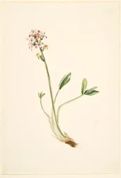 Bokhvete (Menyanthes trifoliata)