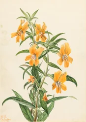 Gul apeblomst (Diplacus longiflorus)