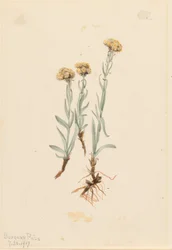 Gulbrune kattepoter (Antennaria luzuloides)