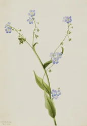 Bur-forglem-meg-ei Lappula diffusa, 1903.
