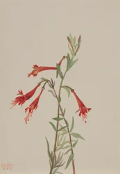 California Fuschia (Zauschneria californica)