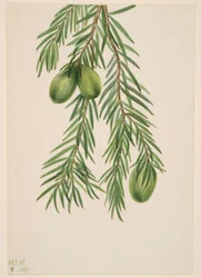 Kalifornisk muskatnøtt (Tumion californicum)