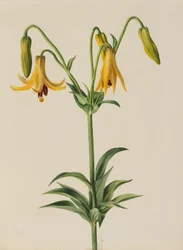 Canada Lily (Lilium canadense)