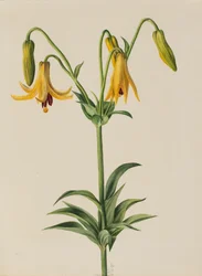 Canada Lily Lilium canadense, 1878.