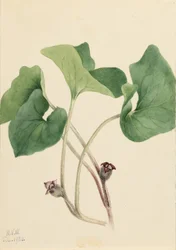Canada Wild Ginger (Asarum canadense)