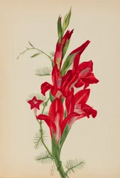 Kannen og sypressranke (Canna-arter og Ipomoea quamoclit)