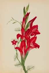 Cannas og Cypress Vine Canna-arter og Ipomoea quamoclit, 1877.