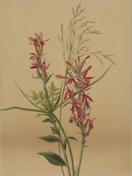 Kardinalblomst (Lobelia cardinalis)