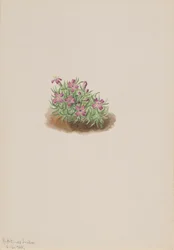 Teppe rosa Silene acaulis, 1905.