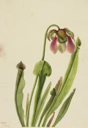 Catesby-krukkeplante (Sarracenia catesaei)