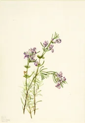 Conradina verticillata, 1934.