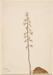 Traneflueorchis (Tipularia uniflora)
