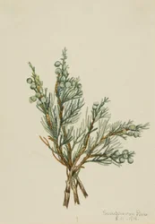 Krypende einer (Juniperus horizontalis)
