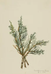 Creeping Juniper Juniperus horizontalis, 1918.    1141884   no       norwegian Successfully Translated  Original: Study of head of bearded man for The Quest of the Holy Grail (series of fifteen paintings for the Boston Public Library, completed in 1901) Tr