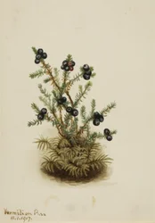 Crowberry Empetrum nigrum, 1917.    1160065   no       norwegian Successfully Translated  Original: Amsterdam, from the Tolhuis Translat: Amsterdam, from the Tolhuis 1288177 no norwegian Successfully Translated Original: Christian IV Translat: Christian IV