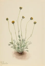 Cut Leaf Fleabane Erigeron fyrstikk naken, 1921.