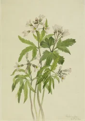 Kuttet tannurt (Dentaria laciniata)