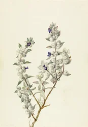Death Valley Sage Salvia funerea, ca. tidlig på 1930-tallet.