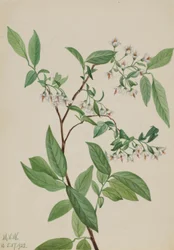 Hjortebær (Polycodium stamineum)
