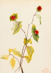 Douglas Honeysuckle (Lonicera glaucescens)