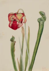 Drummond-krukkeplante (Sarracenia drummondii)