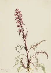 Elefanthode (Pedicularis groenlandica)