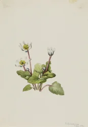 Elgslip (Caltha leptosepala)
