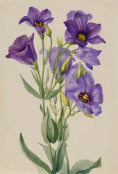 Eustoma russelianum, ca. tidlig på 1930-tallet.