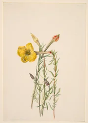 Nattlysblomst (Oenothera lavandalaefolia)
