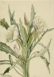 Primrose (Pachyoplus hirsutus)