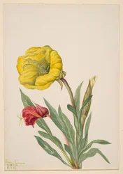 Primrose Oenothera howardi, 1928-1931.