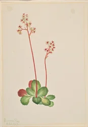 Evergreen Saxifrage (Leptarrhena pyrolifolia)
