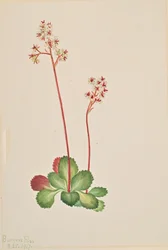 Evergreen Saxifrage Leptarrhena pyrolifolia, 1917.