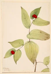 Feklokker (Disporum trachycarpum)