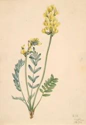Falsk locoweed Oxytropia gracilis, 1920.