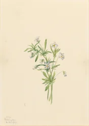 Feltfiol (Viola rafinesquii)