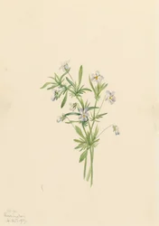 Feltfiolett Viola rafinesquii, 1919.