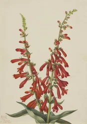 Ild-Pentstemon (Pentstemon eatonii)