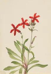 Ildrosa (Silene virginica)