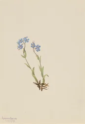 Forglemmegei (Myosotis alpestris)