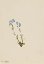 Forglem-meg-ikke Myosotis alpestris, 1907.