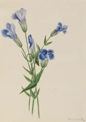 Frynset Gentian (Gentiana crinita)