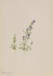 Gentiana propingua, 1916.
