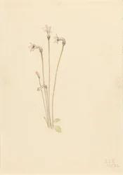 Spøkelsespipe (Thalesia uniflora)