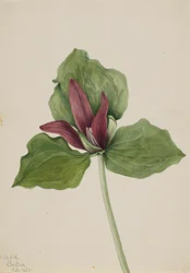 Kjempe Trillium Trillium chloropetalum, 1921.