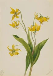 Isbrelilje (Erythronium grandiflorum)